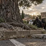 À Nîmes, le pin d’Alep de la Croix-de-Fer échappe à l’abattage